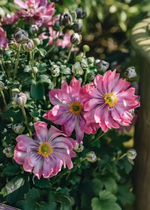 Anemone Fantasy Belle