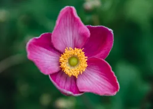 Anemone Fantasy Jasmine