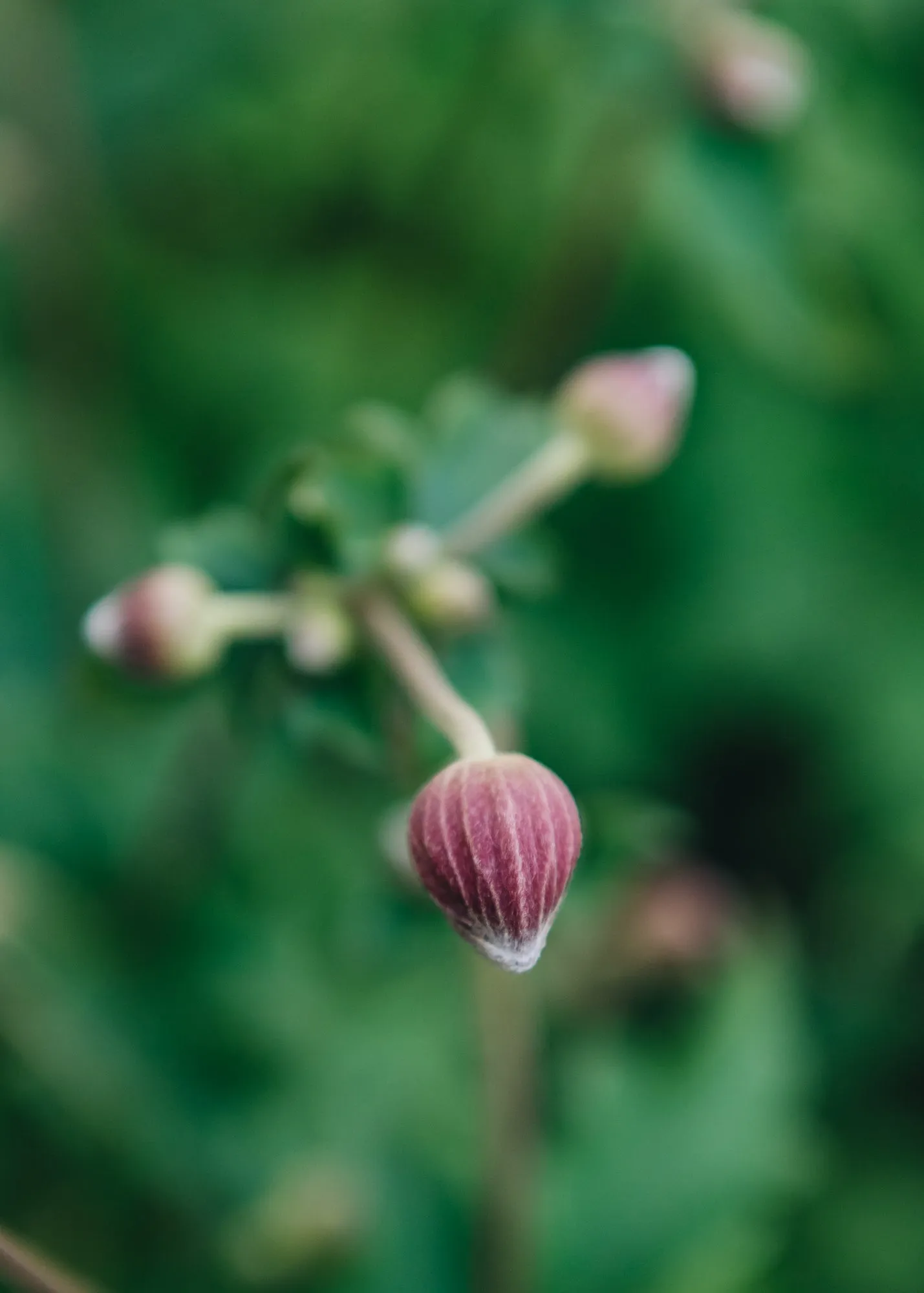 Anemone Fantasy Jasmine