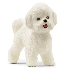 Bichon Frise