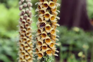 Digitalis ferruginea