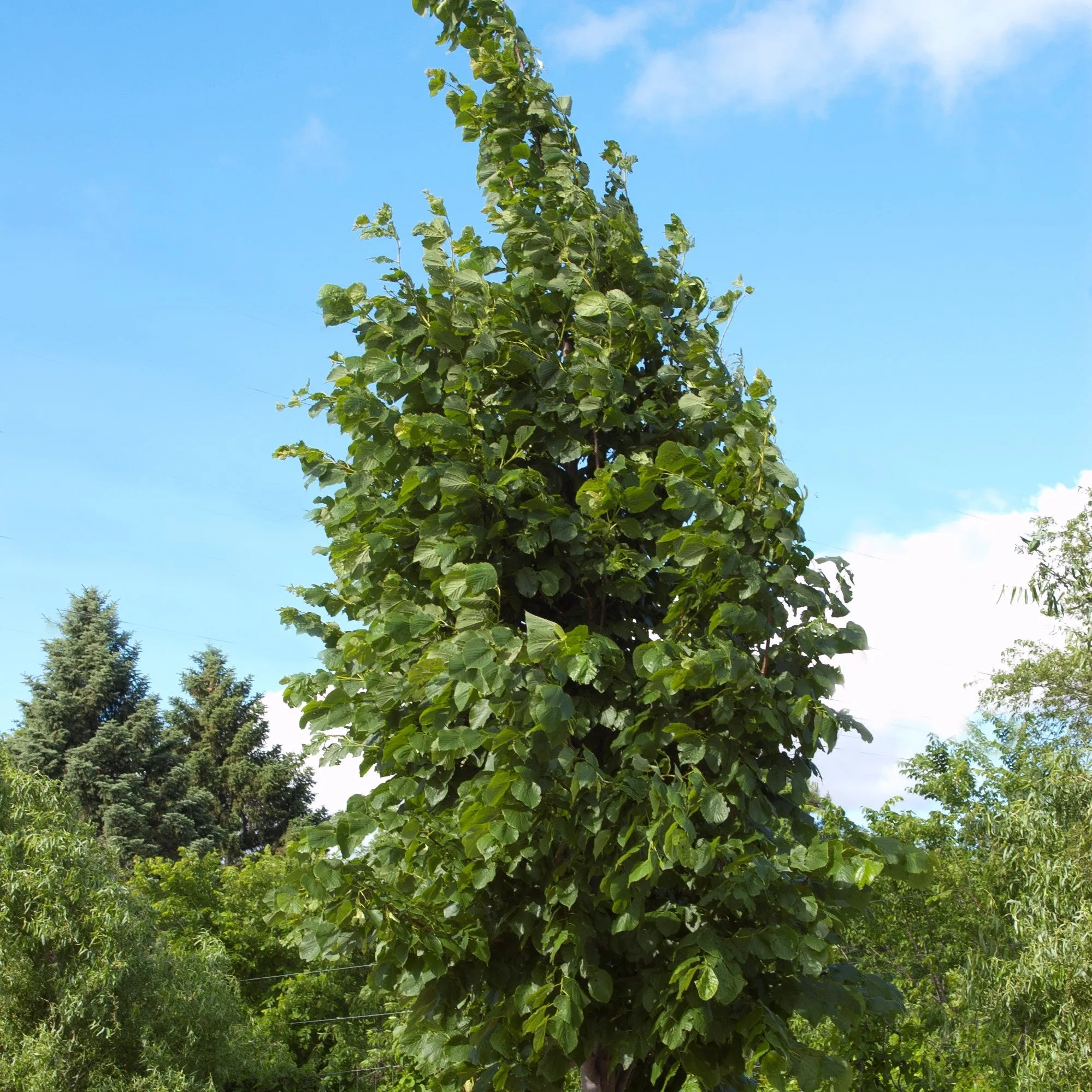 linden redmond 10 gallon pot