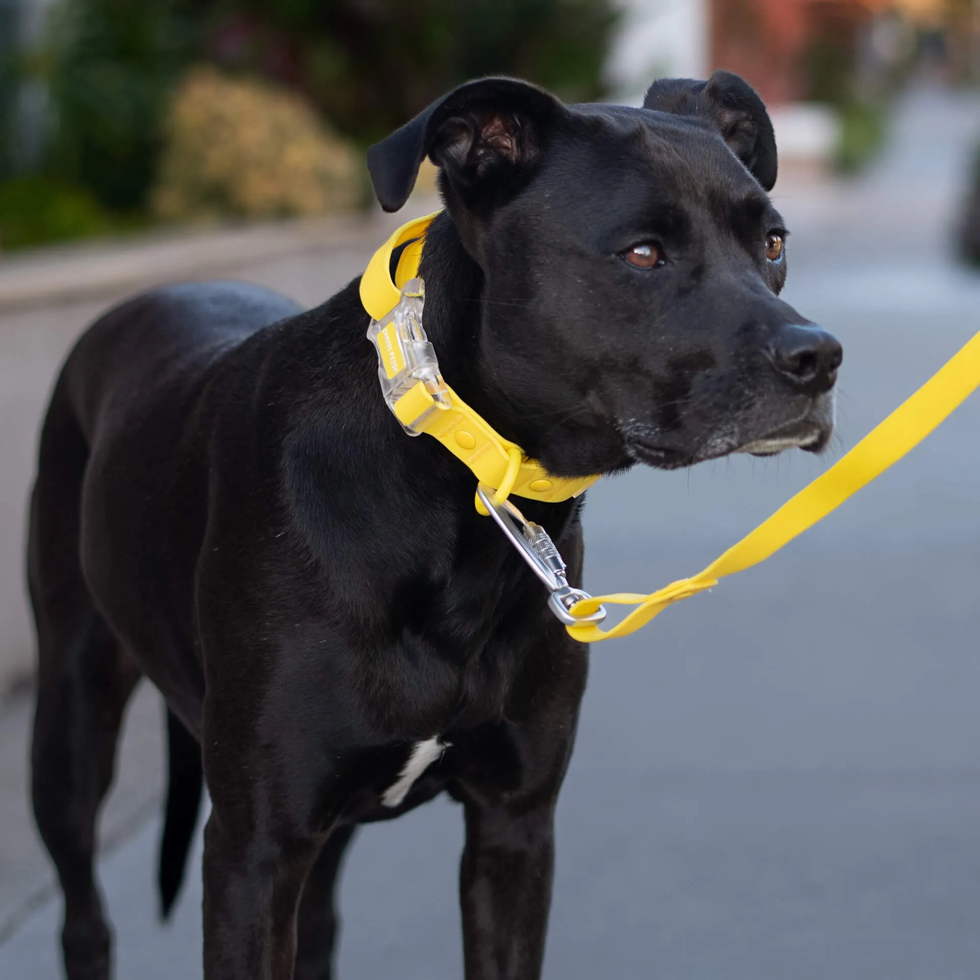 Waterproof Leash